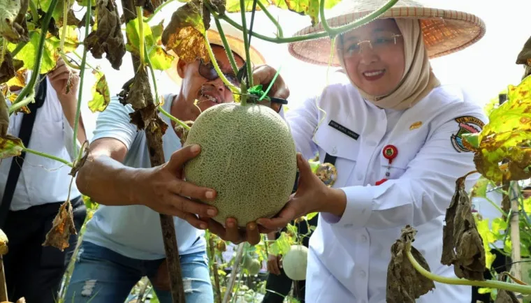 Wakil Bupati Tangerang Intan Nurul Hikmah panen melon di Desa Kaliasin